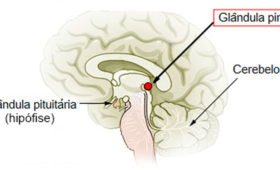 glândula pineal: localização