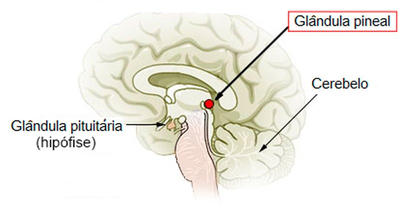 glândula pineal: localização